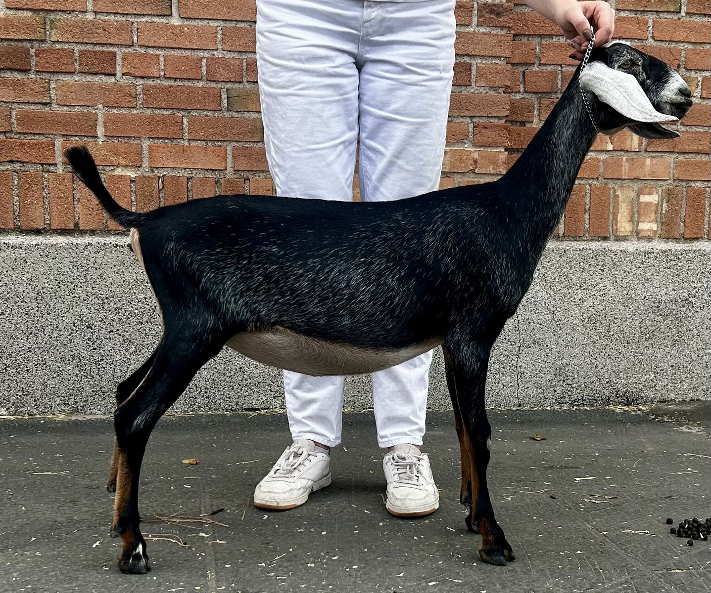Registered Nubian Goat (dry)