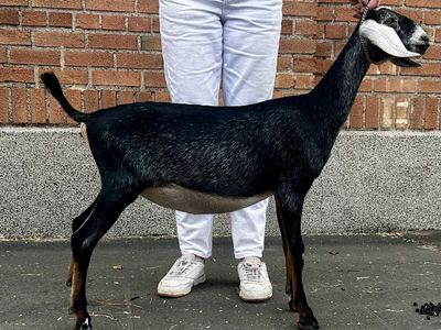 Registered Nubian Goat (dry)