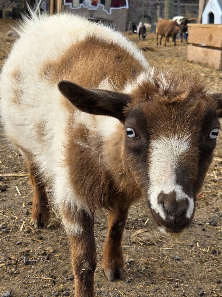 pymgy goat