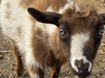 pymgy goat