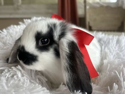 Purebred Holland Lop Bunnies