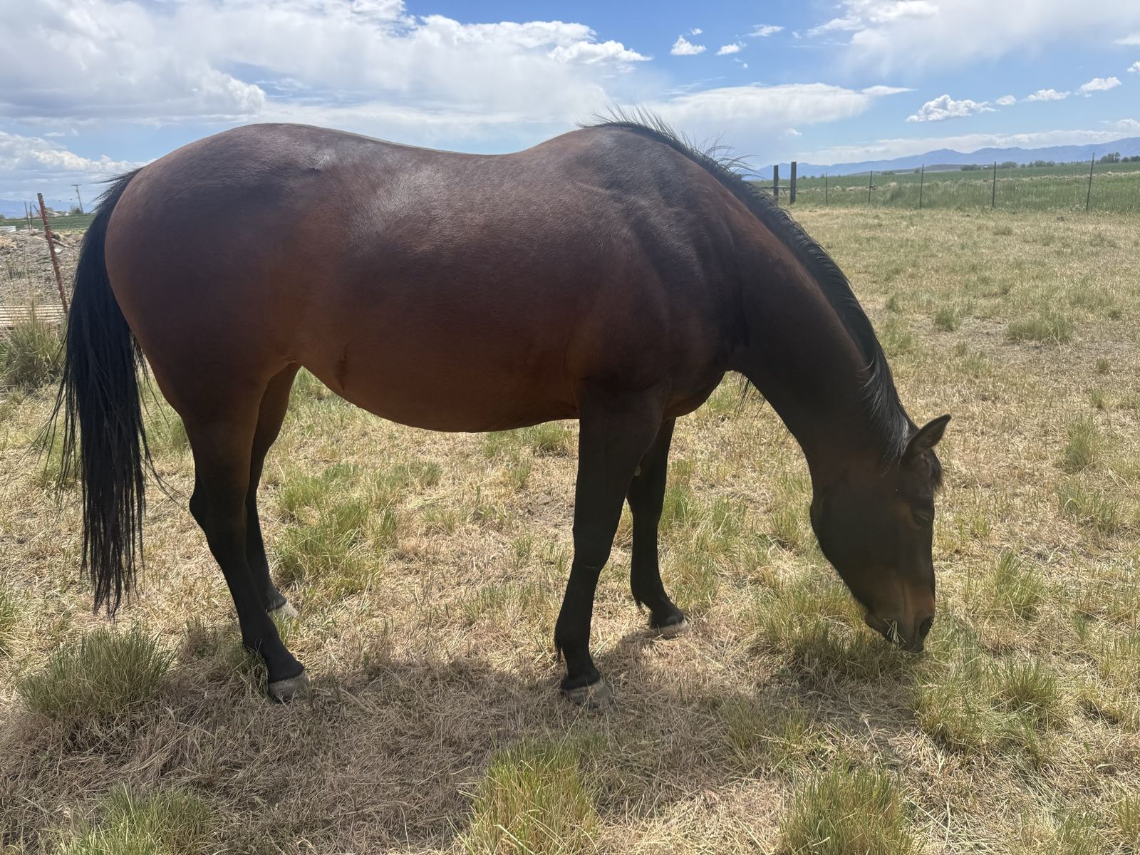 AQHA 6 Year Old Bay Mare