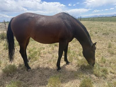 AQHA 6 Year Old Bay Mare