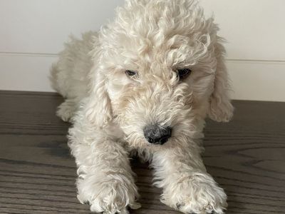 Medium F1B Goldendoodles