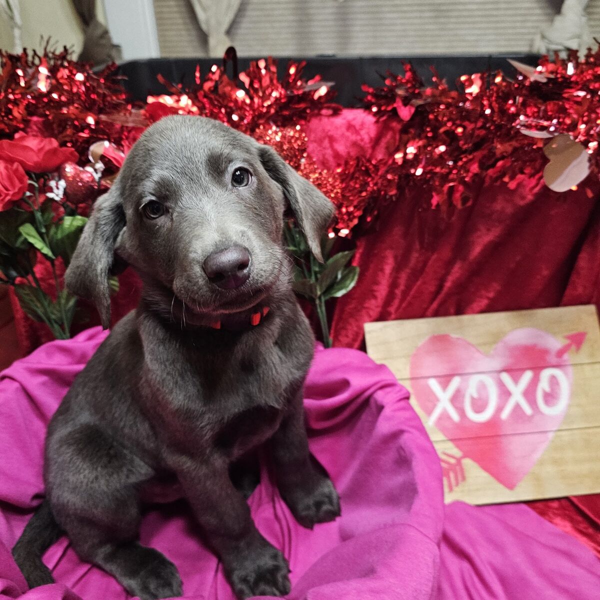 Silver and Charcoal Labrador $1,200-$1,500