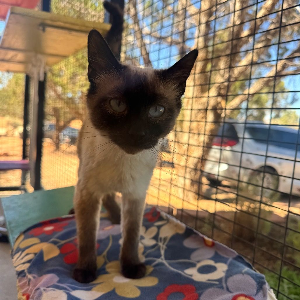 Hello my name is Marshmallow
