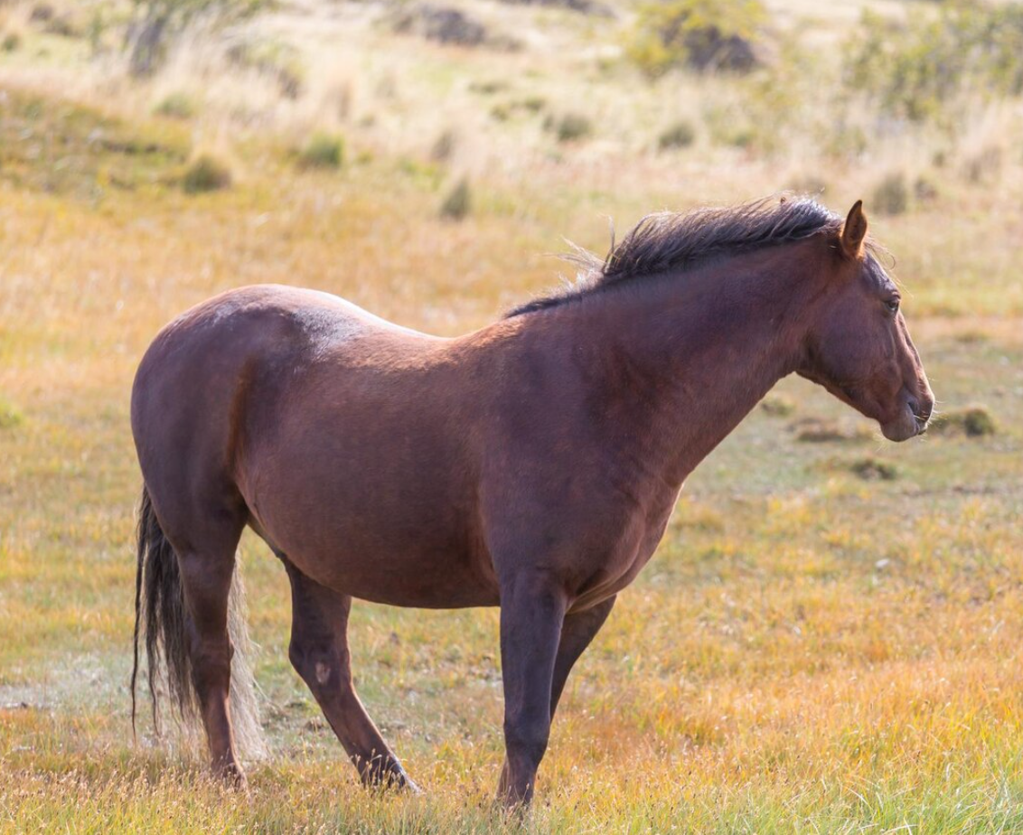 ISO Horse