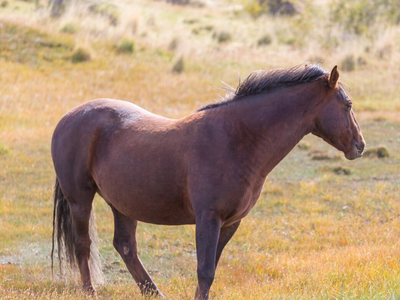 ISO Horse