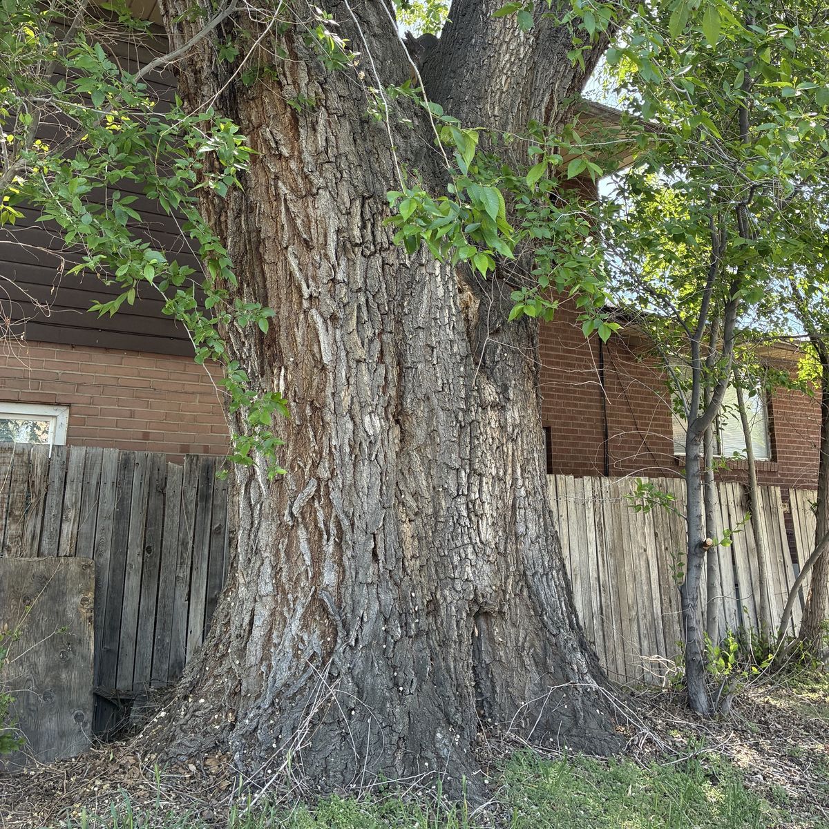 Elm trunk