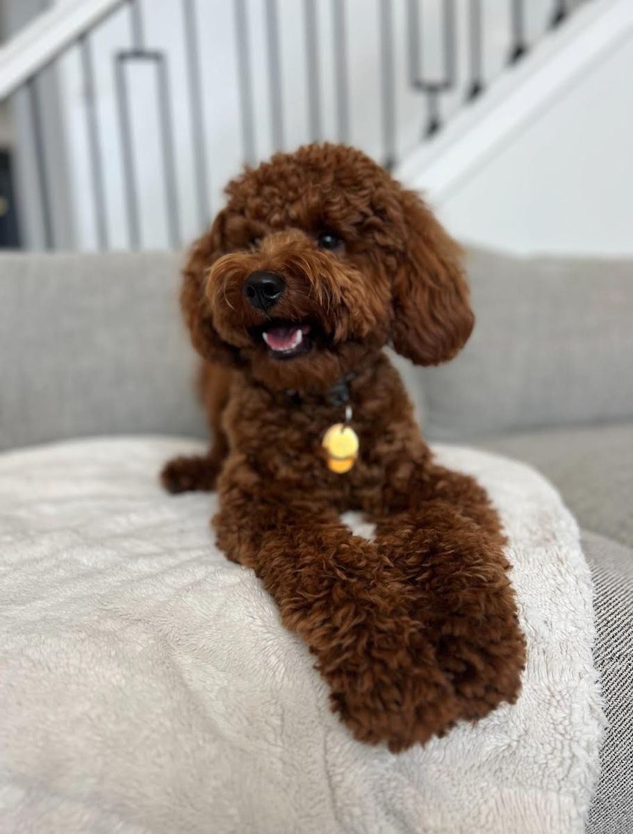 Poe - 15lb. -/- Multigen Toy Goldendoodle Stud