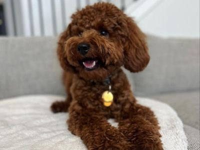 Poe - 15lb. -/- Multigen Toy Goldendoodle Stud