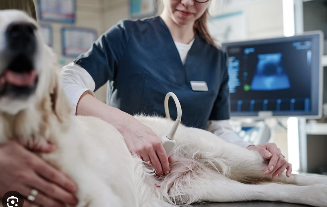Canine Pregnancy Ultrasound Confirmation – Lehi, UT