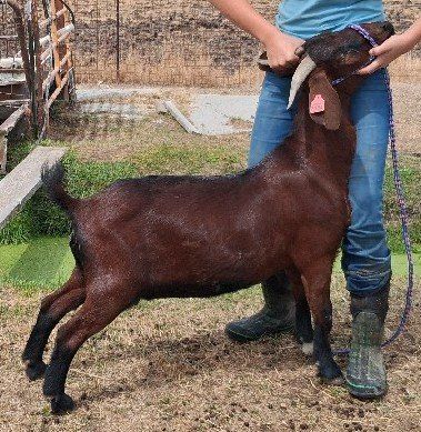 Show goat does
