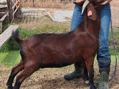 Show goat does