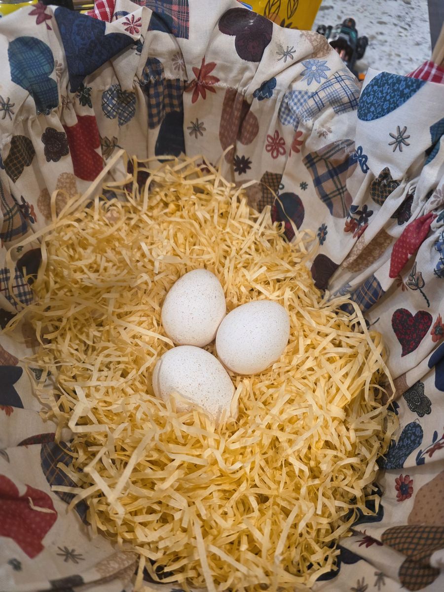 Bourbon Red turkey eggs