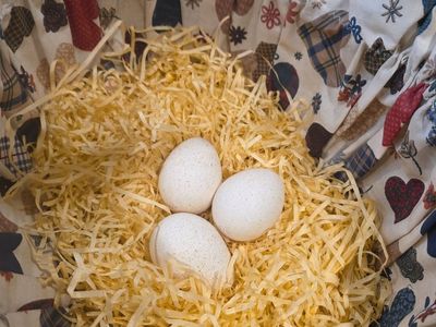 Bourbon Red turkey eggs