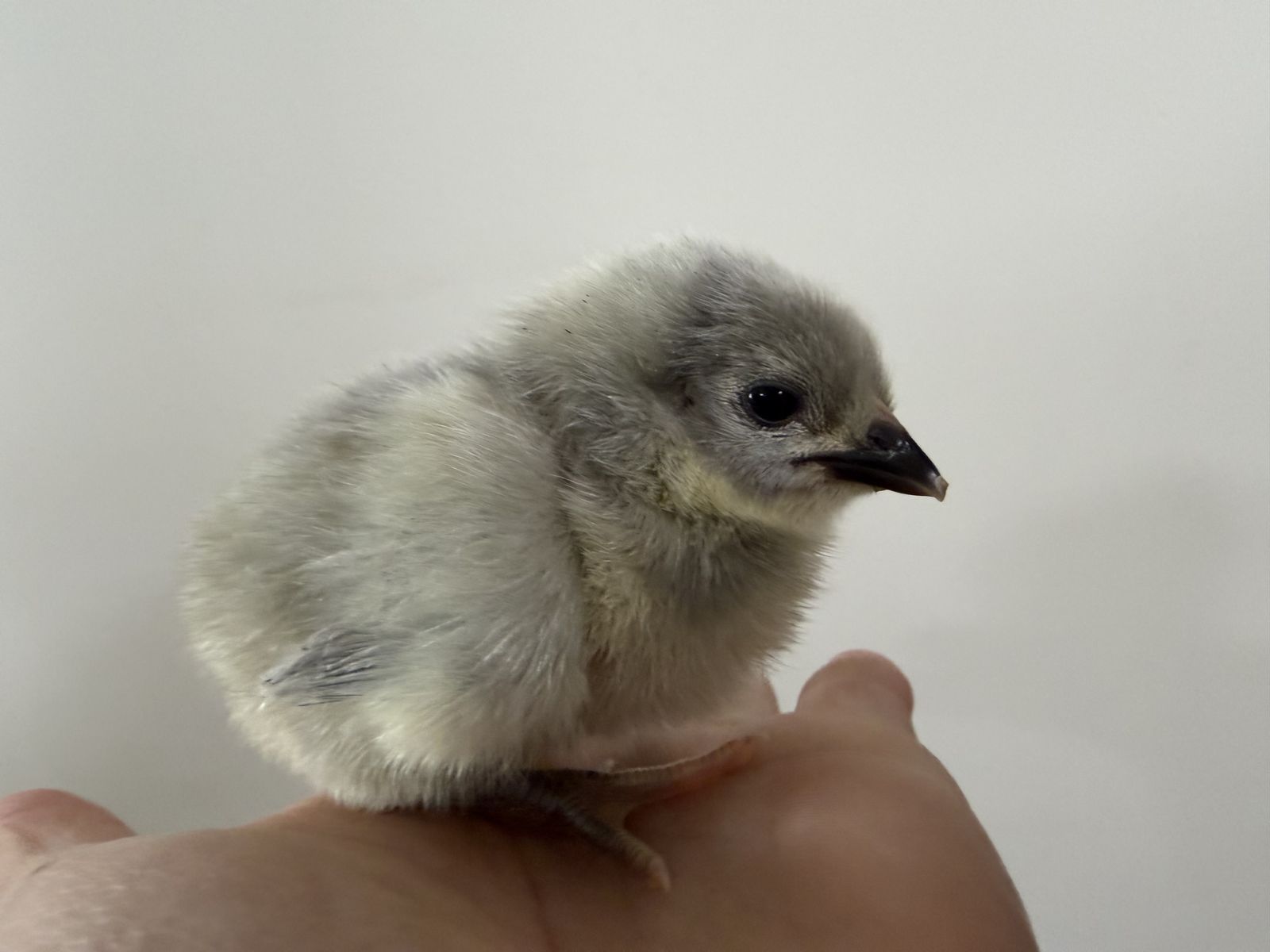 Sunday only- Lavender Orpingtons pullet chicks