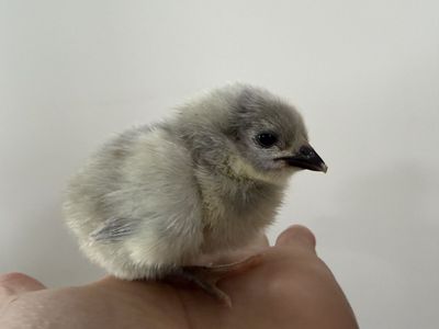 Sunday only- Lavender Orpingtons pullet chicks