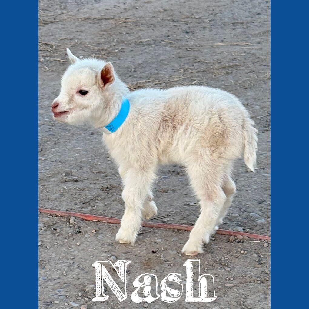 Nigerian Dwarf Buckligs