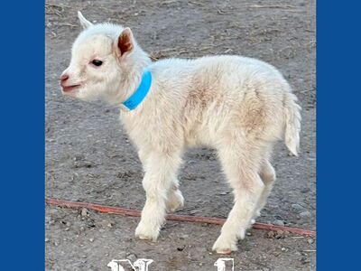 Nigerian Dwarf Buckligs