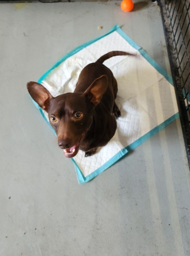 Chihuahua (Grumpy)