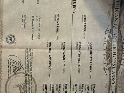 Epic Leader X FG Stud Colt