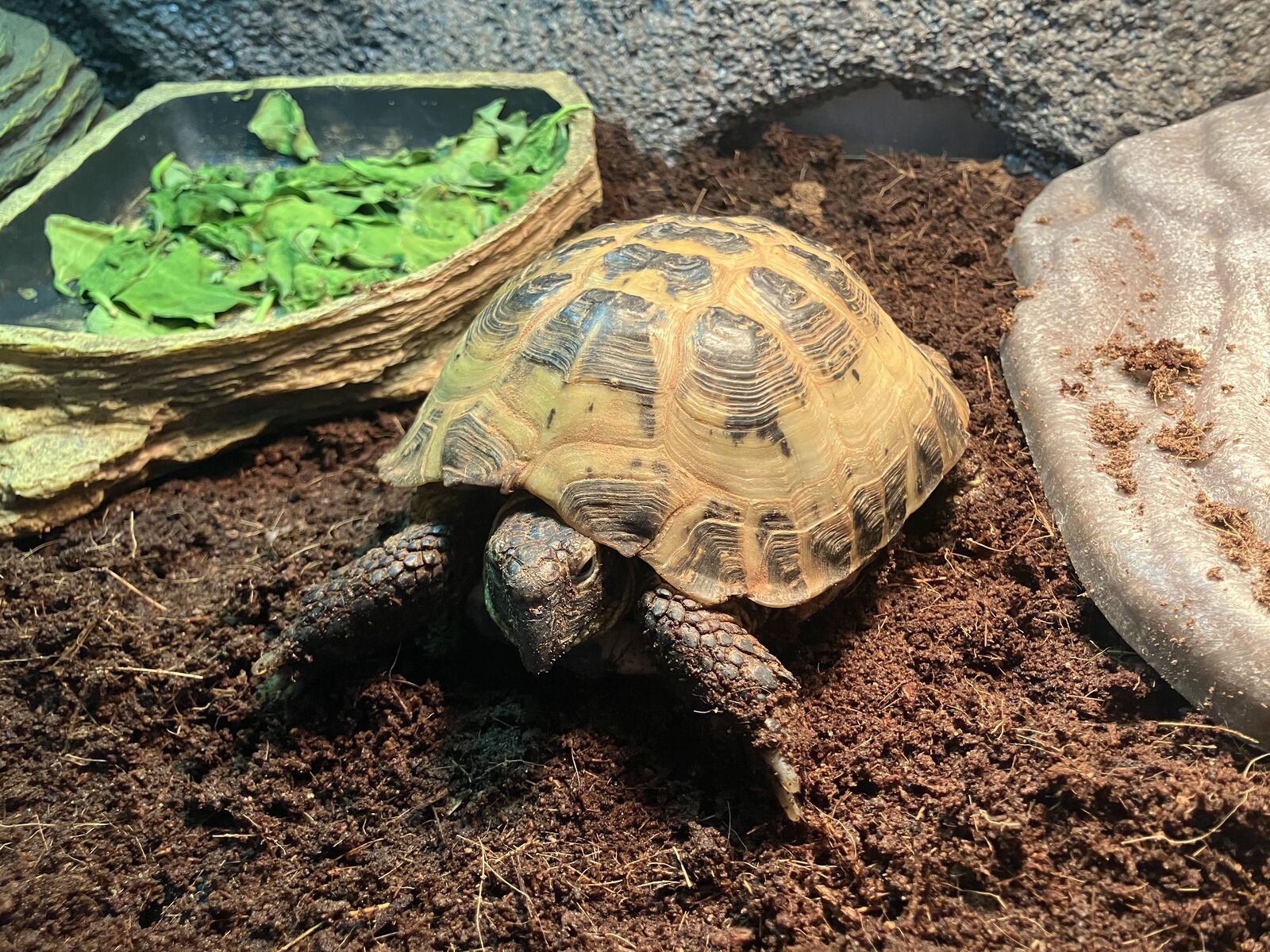 Russian Tortoise