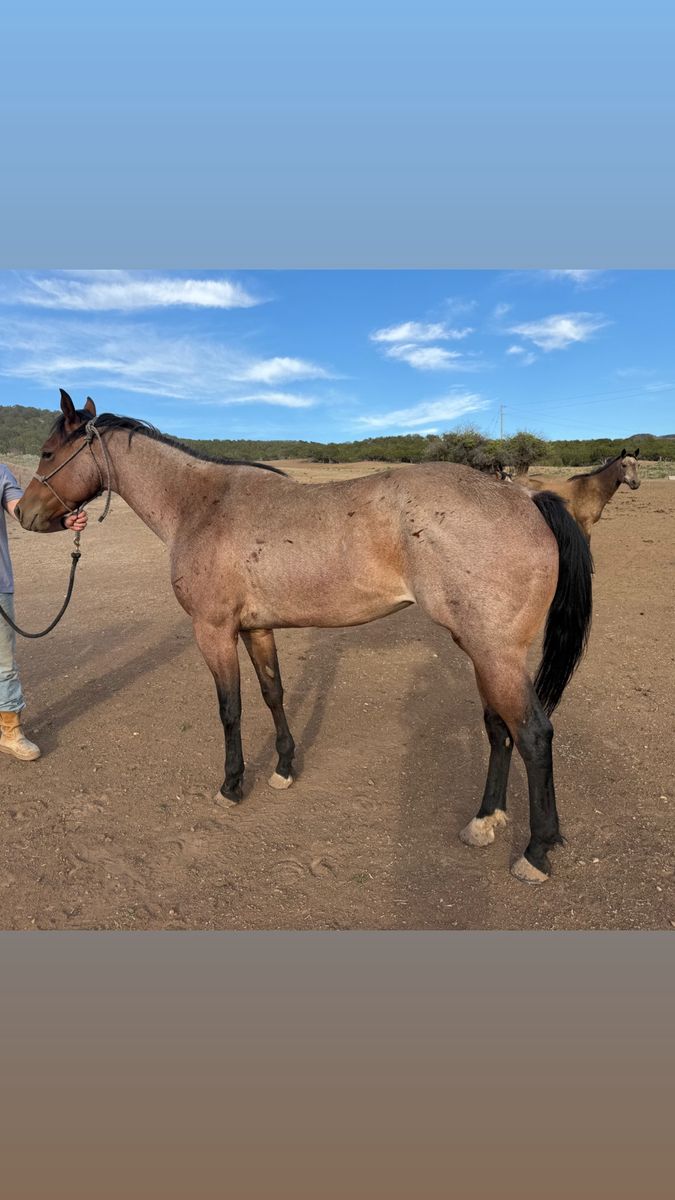 5 year old mare