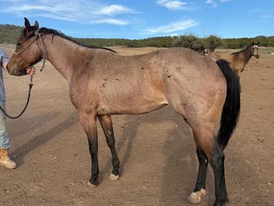 5 year old mare