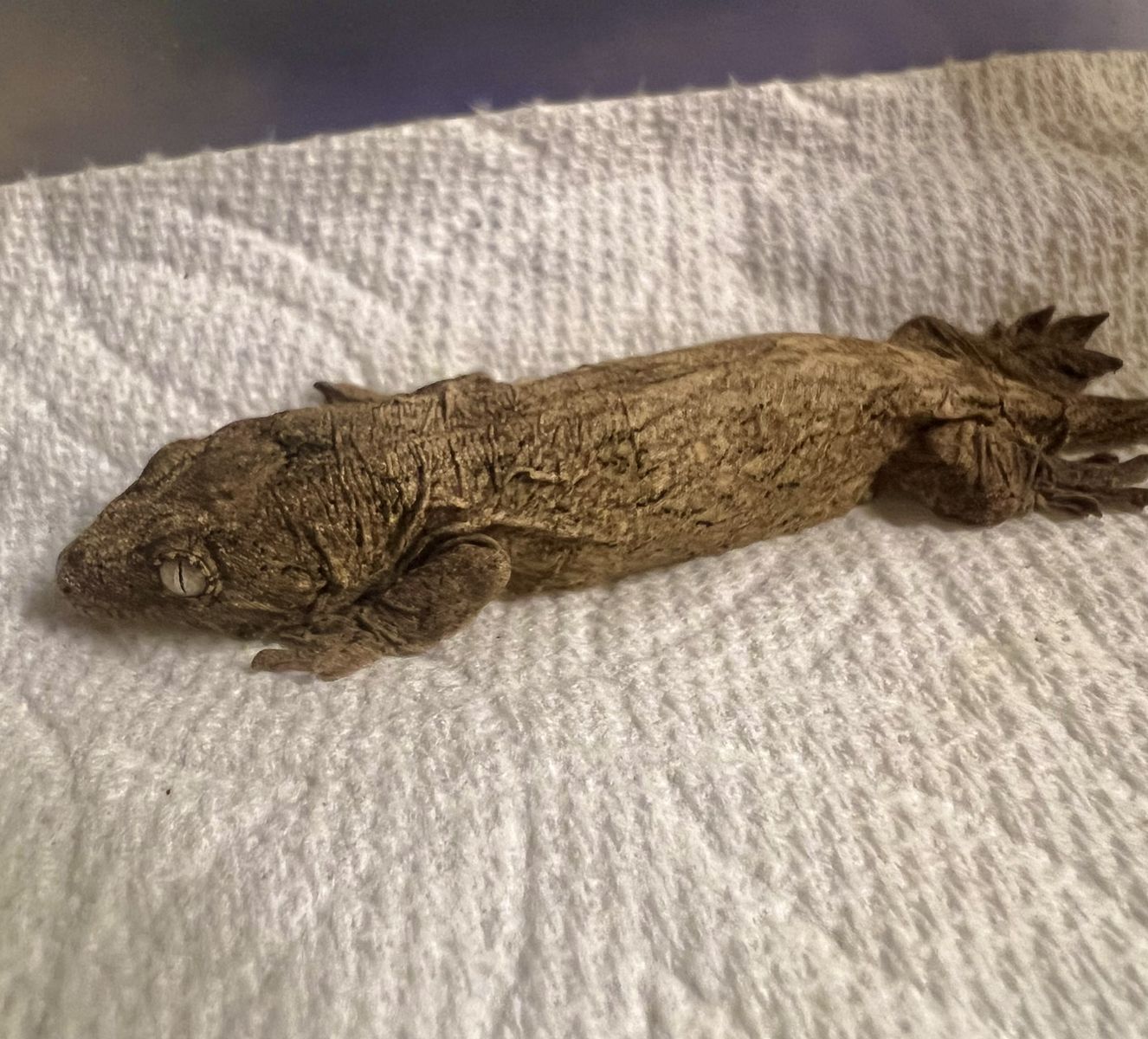 Leachie Leachianus Giant Gecko