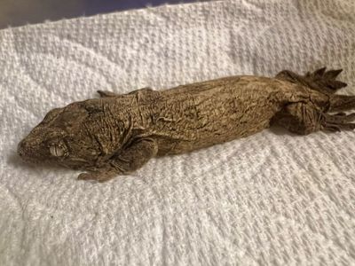 Leachie Leachianus Giant Gecko