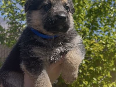 German Shepherd / Lab / Rottweiler Puppies— Healthy, Beautiful & Ready Now
