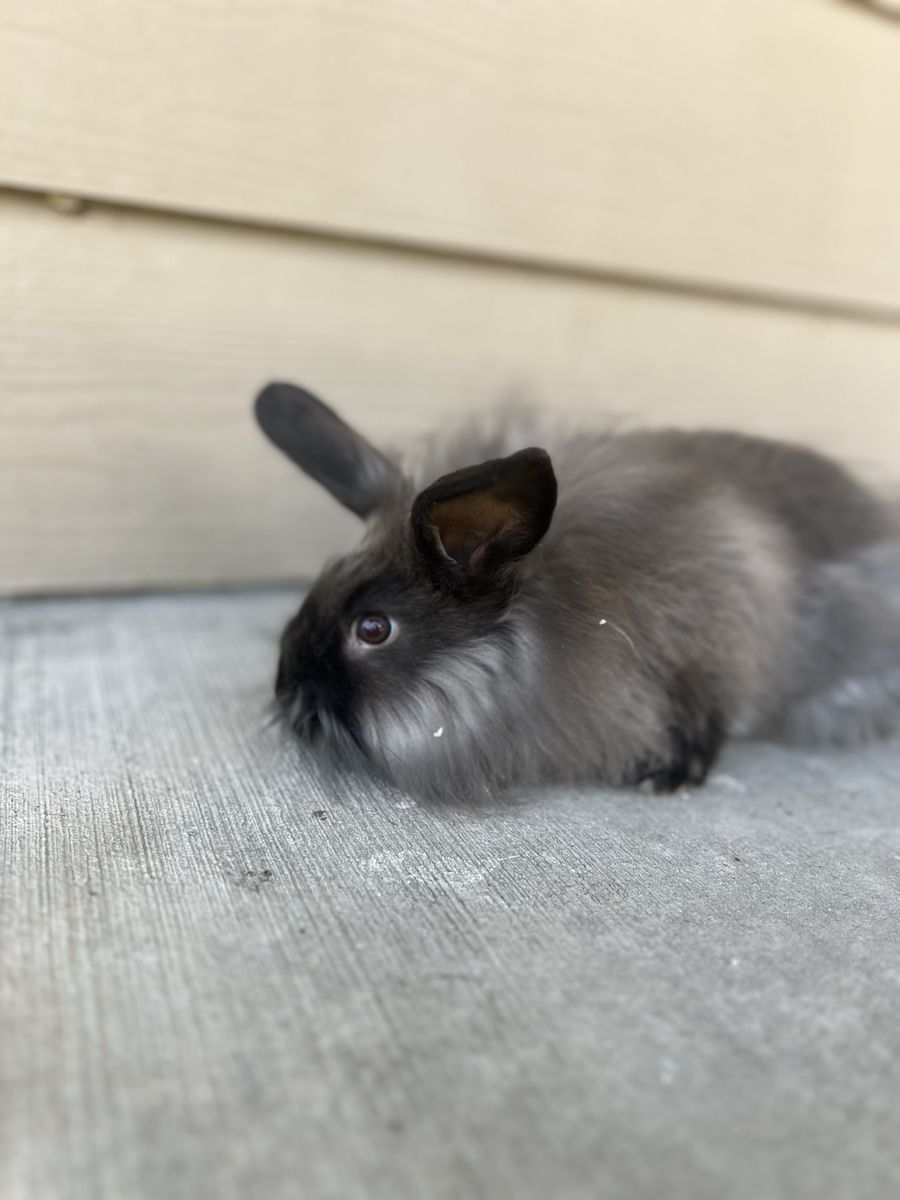 Lionhead Mix Bunny