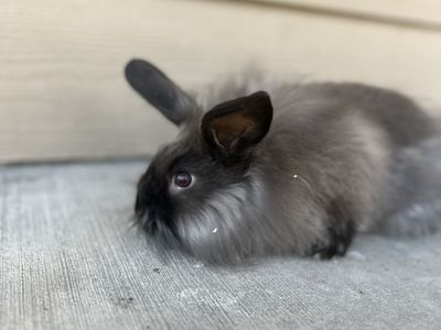 Lionhead Mix Bunny