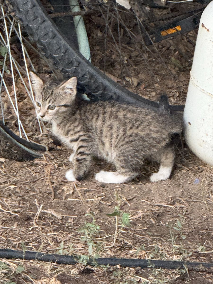 Kittens Free to Good Homes