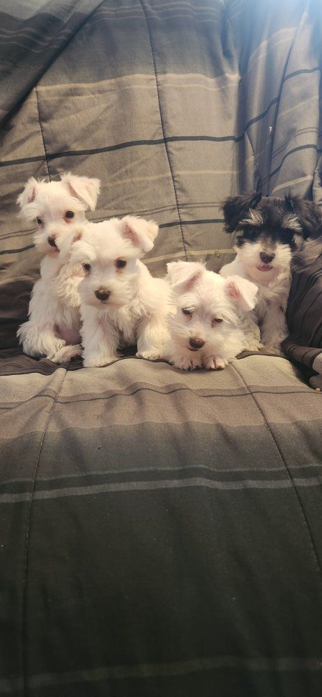 miniature schnauzer puppies
