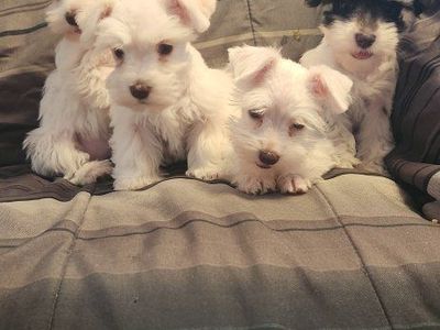 miniature schnauzer puppies
