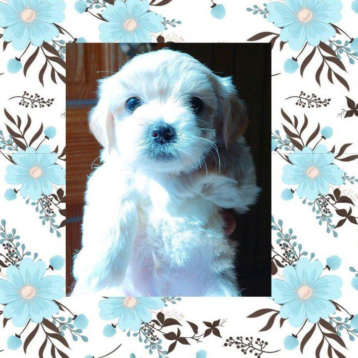 (4) Tiny White Chihuahua/ Shih Tzu Mix Male Puppie