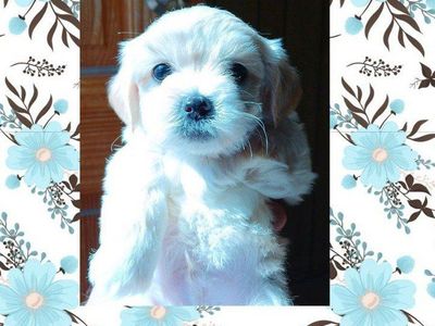 (4) Tiny White Chihuahua/ Shih Tzu Mix Male Puppie