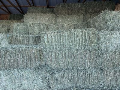 First Crop Orchard Grass Hay Mona, Utah