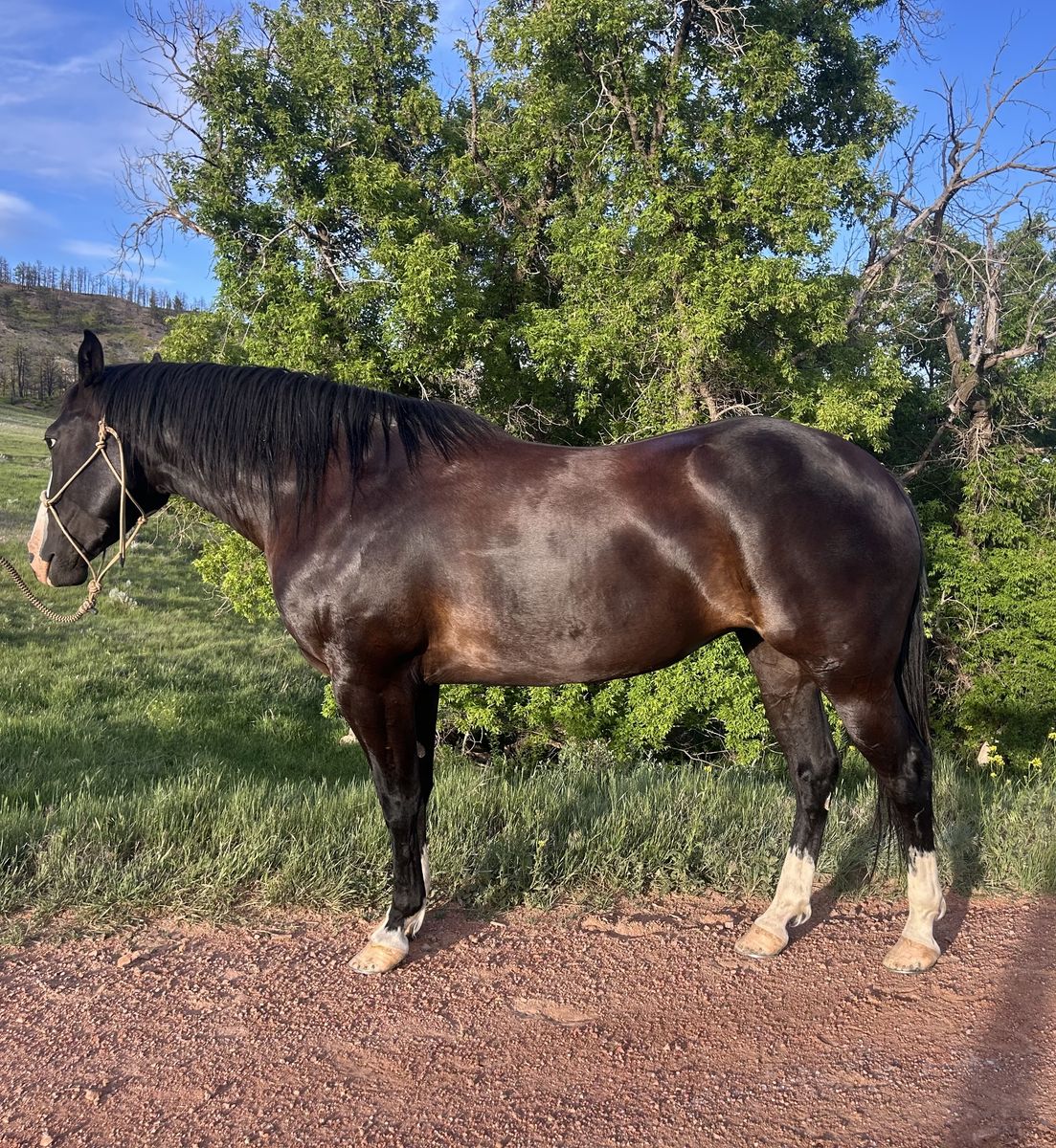Gentle, Broke Horse For Sale