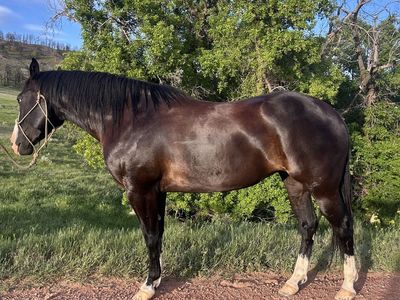Gentle, Broke Horse For Sale