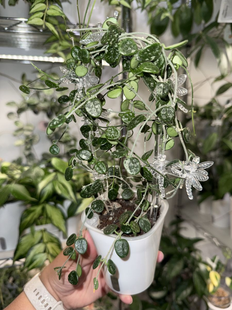 Hoya serpens (splash) - Plant