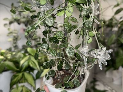 Hoya serpens (splash) - Plant