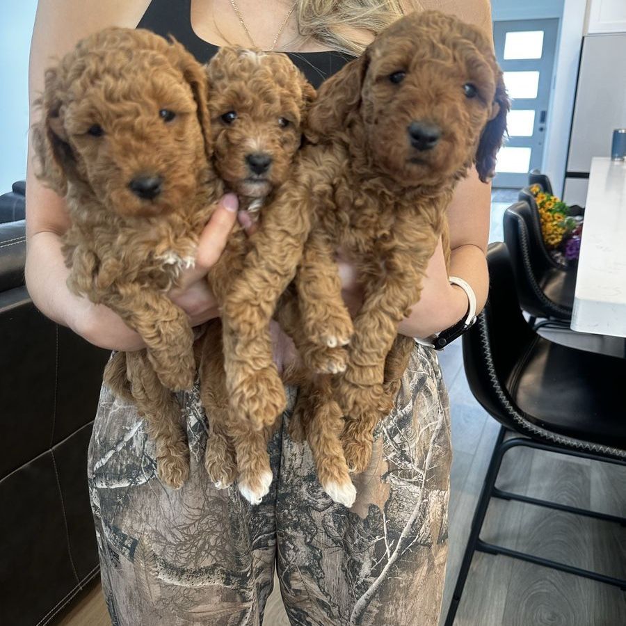 Mini Golden Doodle