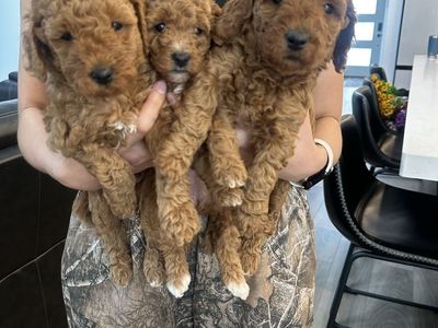 Mini Golden Doodle