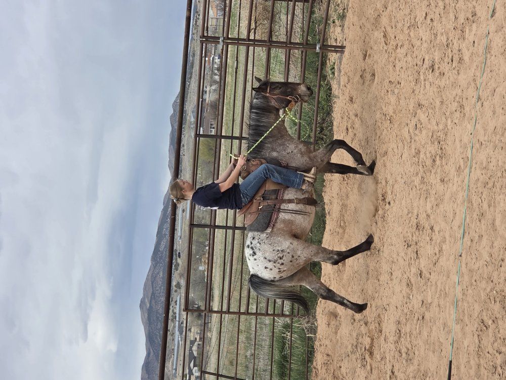 4 year old Appy roan gelding
