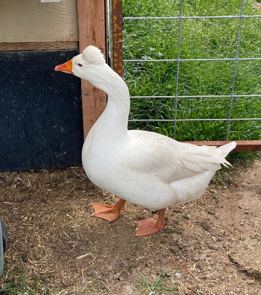 Roman Tufted Goose