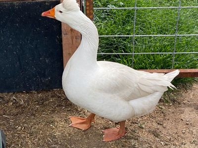 Roman Tufted Goose