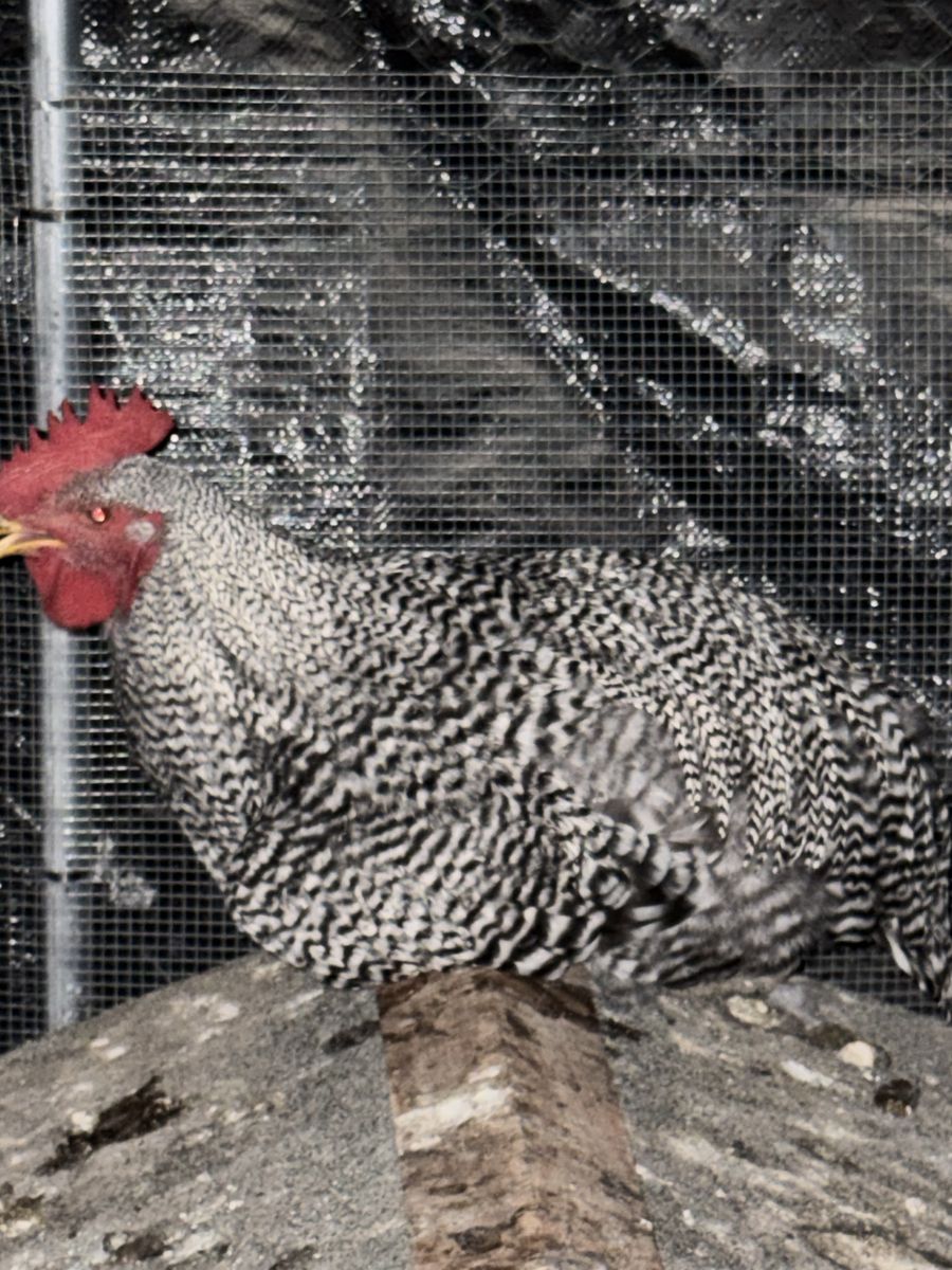 Two Plymouth Rock Roosters